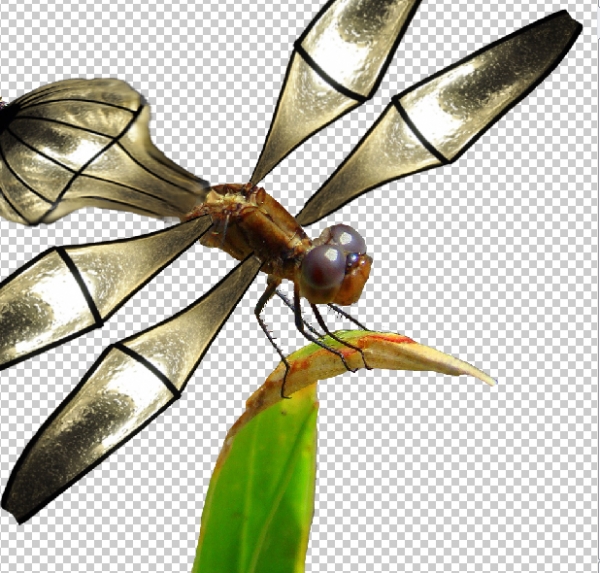 Creation of Dragonfly: Step 4